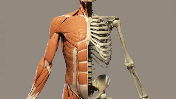How Teeth Affect Your Posture and Back Pain